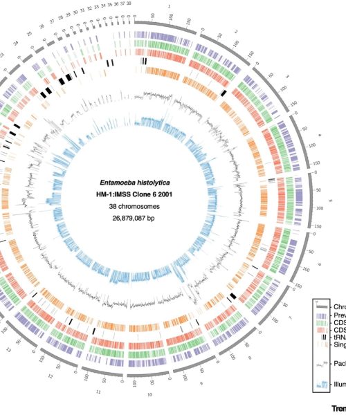 This parasite rips apart human cells and wears them as disguises