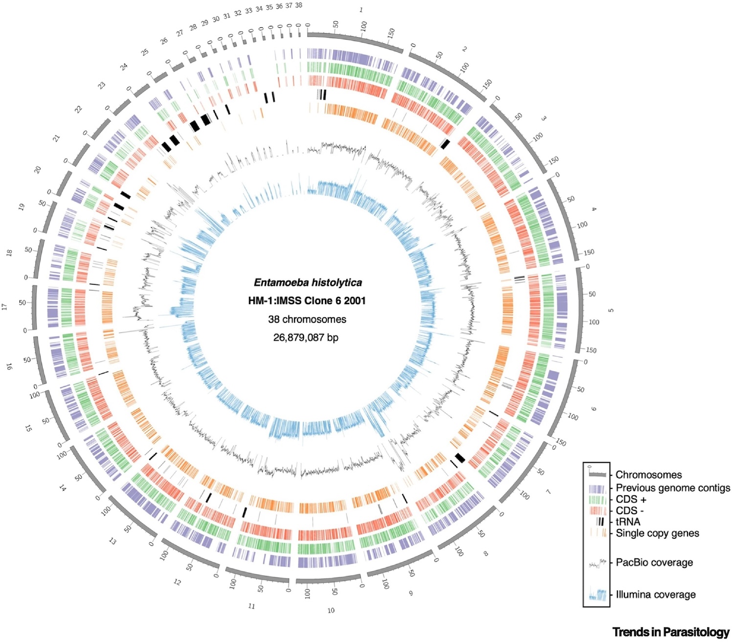 Overview chart of the current best annotation of the Entamoeba histolytica genome.