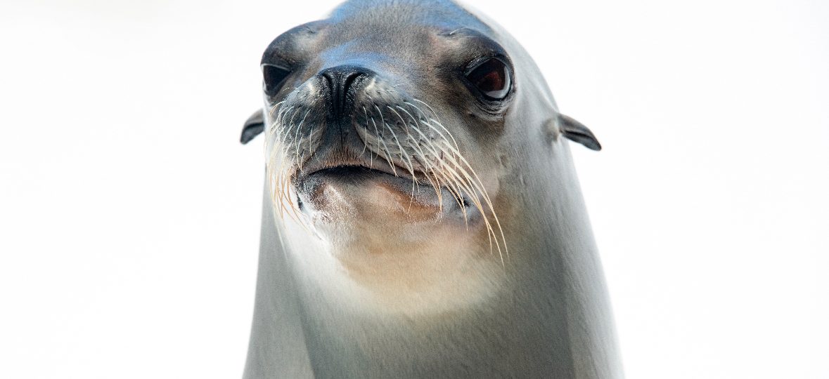 This sea lion can keep a beat better than some humans