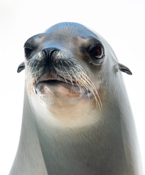 This sea lion can keep a beat better than some humans
