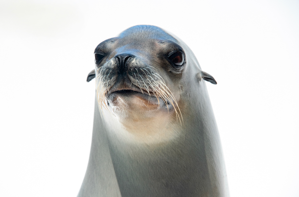 a california sea lion