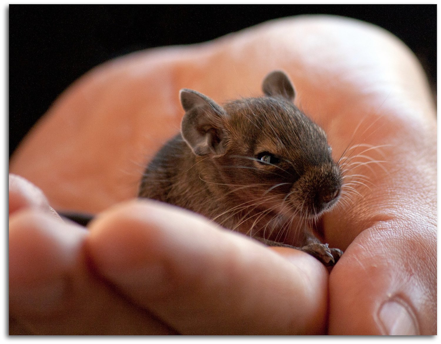 Degu is small rodent, like big wide ears from gerbils.