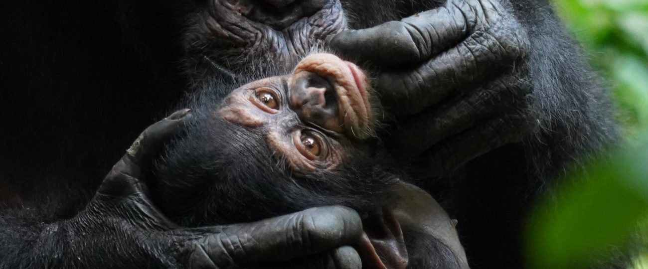 Wild chimp babies bond with their moms in human-like ways