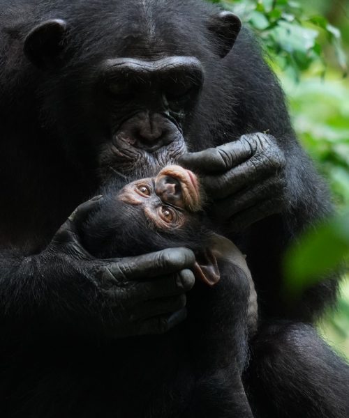 Wild chimp babies bond with their moms in human-like ways