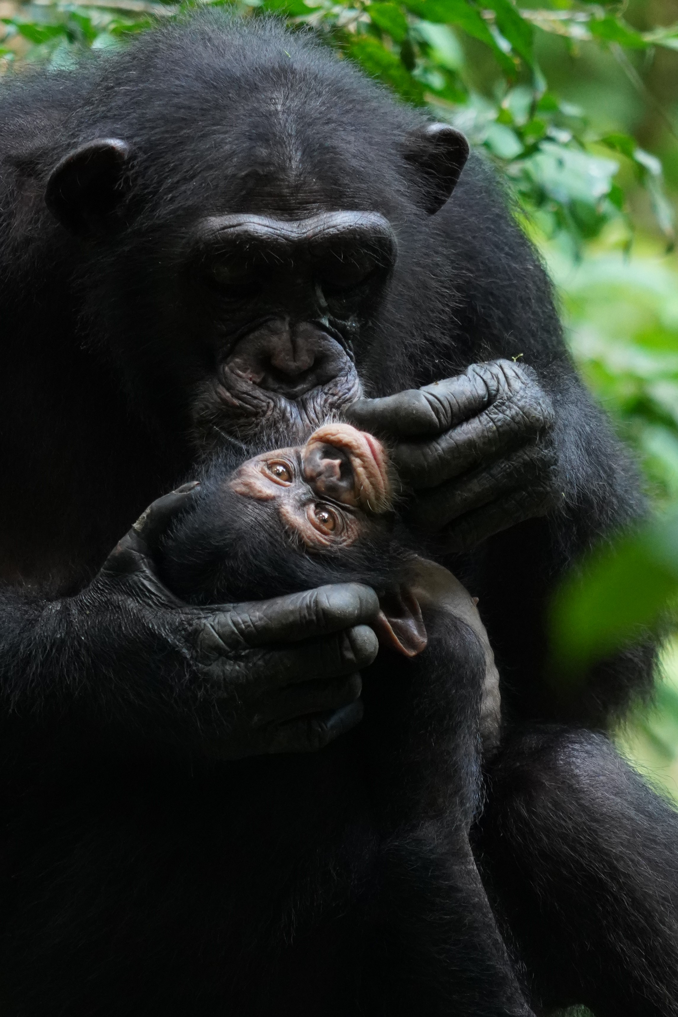 a mother chimpanzee grooming a baby chimpanzee
