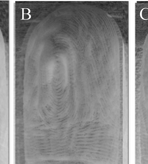 Your fingers wrinkle the same way every time they’re in water