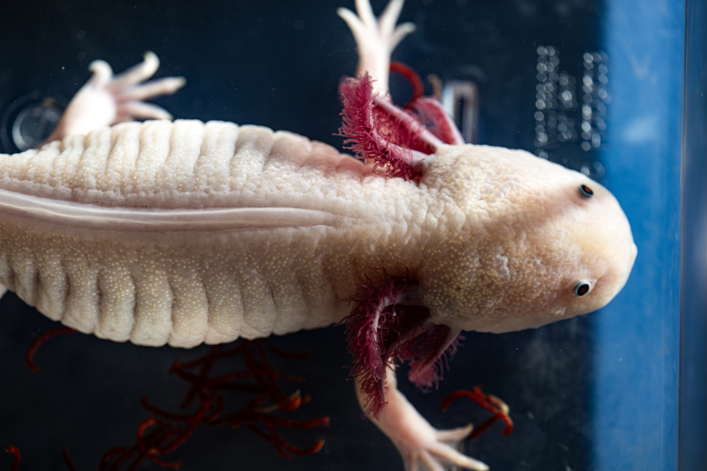 12/11/24 - BOSTON, MA. - Northeastern chair and professor of biology James Monaghan works with axolotls in his lab in the Mugar Life Sciences on Wednesday, Dec. 11, 2024. Photo by Alyssa Stone/Northeastern University