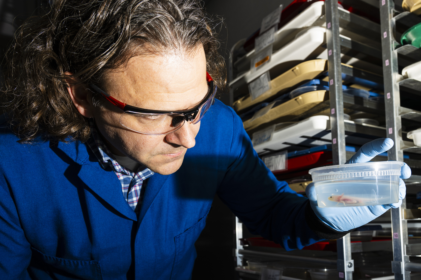 12/11/24 - BOSTON, MA. - Northeastern chair and professor of biology James Monaghan works with axolotls in his lab in the Mugar Life Sciences on Wednesday, Dec. 11, 2024. Photo by Alyssa Stone/Northeastern University
