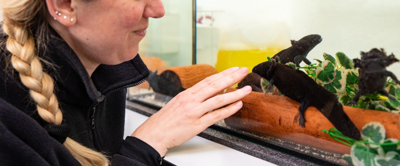 Axolotl mucus peptides attack breast cancer cells and MRSA