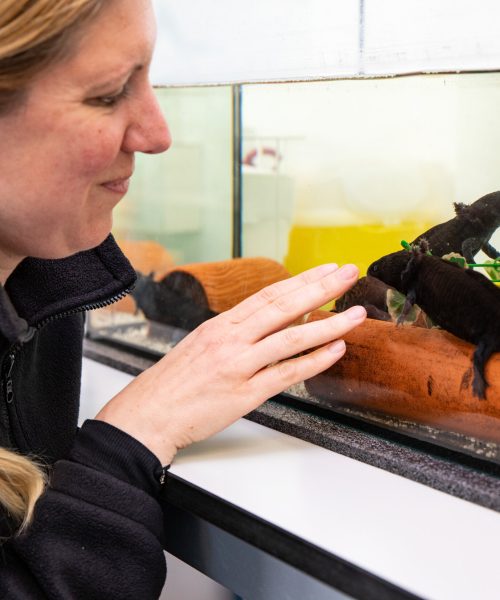 Axolotl mucus peptides attack breast cancer cells and MRSA