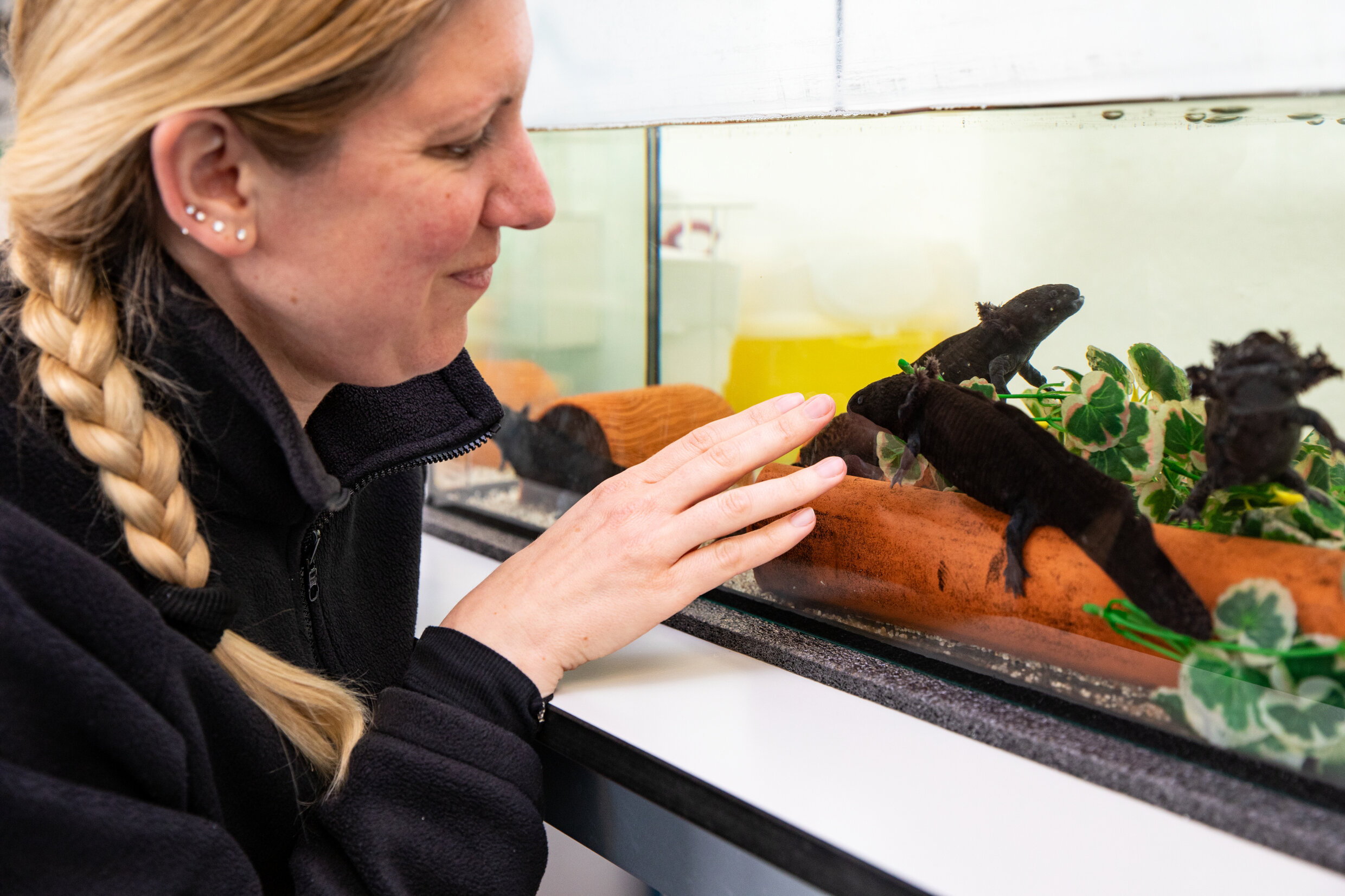 a scientist puts her hands on an aquarium tank holding four salamander-like amphibians with feathered gills called an axolotol