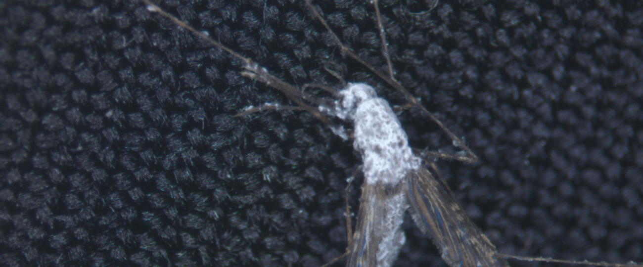 Scientists engineer mosquito STD to combat malaria