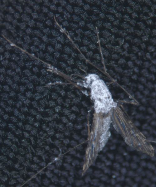 Scientists engineer mosquito STD to combat malaria