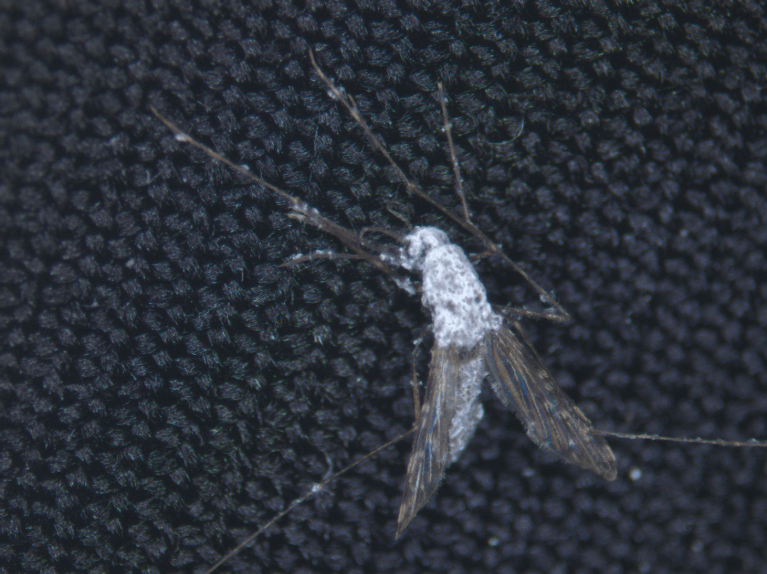 a dead mosquito with white fungus