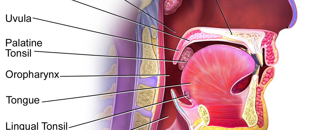 Do we need our tonsils?