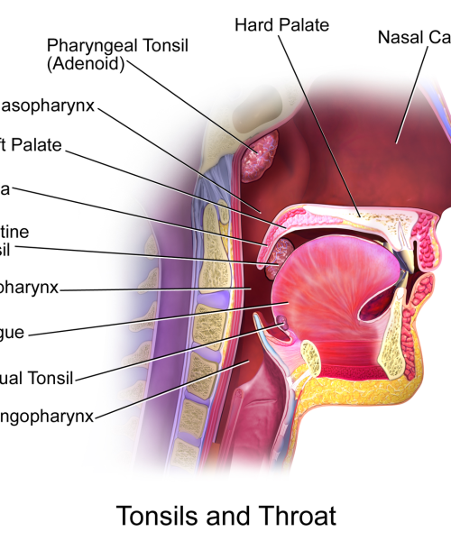 Do we need our tonsils?