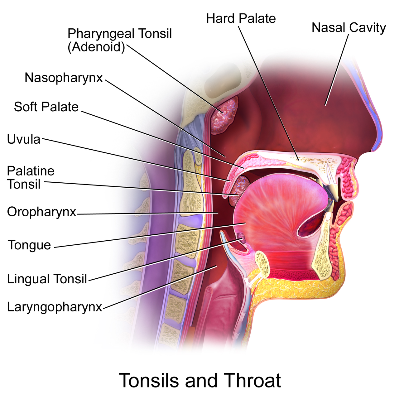 a diagram of the throat, showing the tonsils