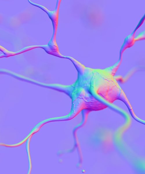 Even old brains can make new neurons, study suggests