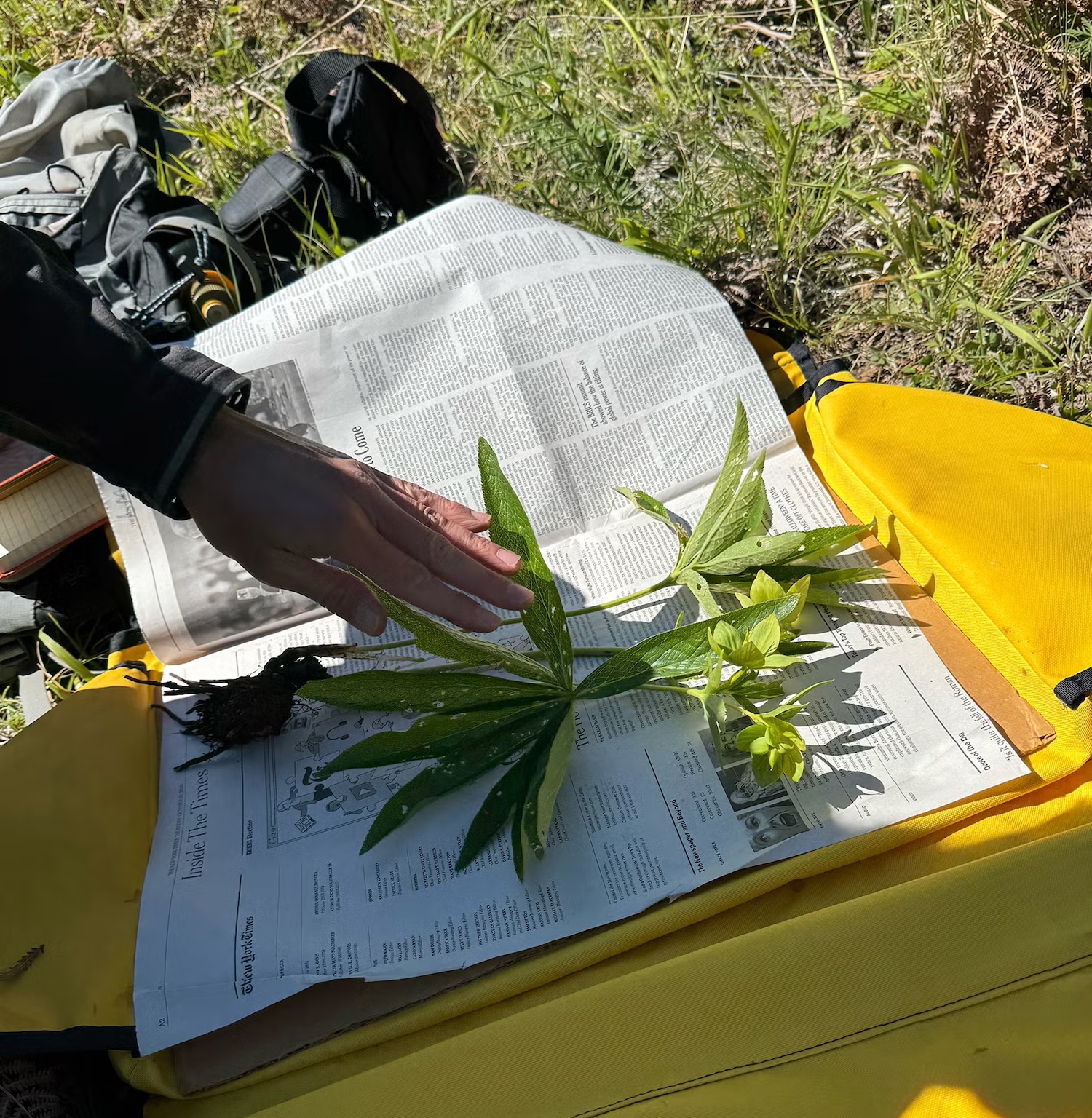 An example of hellebore collected from Greece. Credit: YAPP