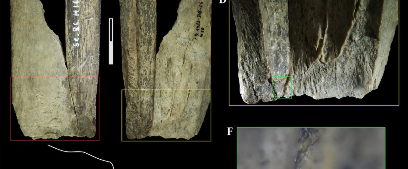 Neanderthals made a ‘Swiss Army knife’ from cave lion bone