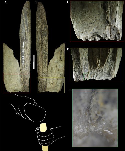 Neanderthals made a ‘Swiss Army knife’ from cave lion bone