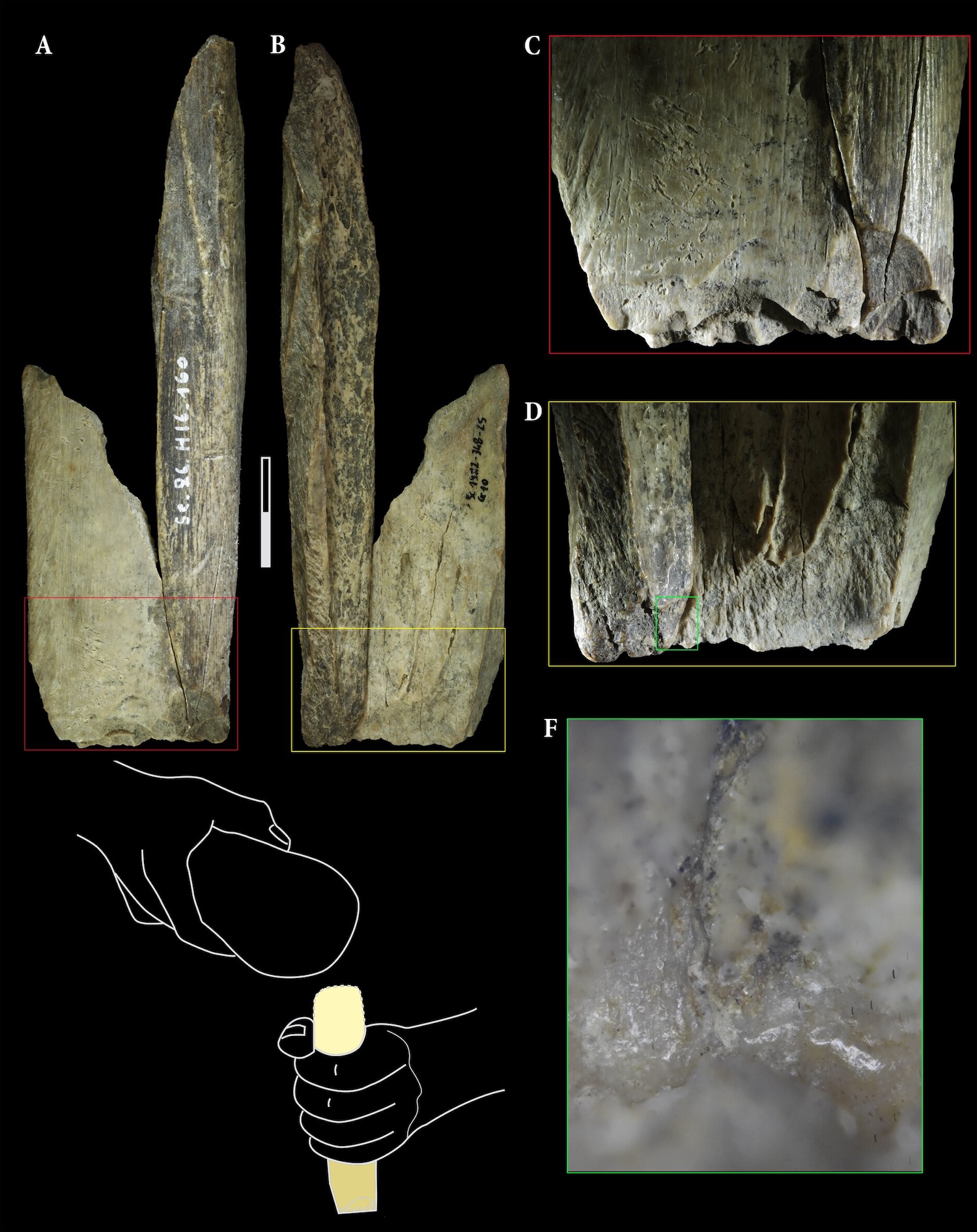 The refitting of Sc1982-345-25 and Sc1986-1278-160 allows for the reconstruction of a diaphysis fragment of a left tibia (A,B). The bifacial reshaping observed on the distal part (C,D) presents a polish (F) that occurred prior to the breakage of the bone as it is present on both side of the fracture. Combined with blow fractures observed on the proximal part (A,B), these are all indicators supporting the multifunctional use of this tibial fragment as an intermediate tool as suggested in the drawing by S. Lambermont (E), before the different fragments were used separately as retouchers as illustrated in Figs. 3A,B. Credit: Scientific Reports