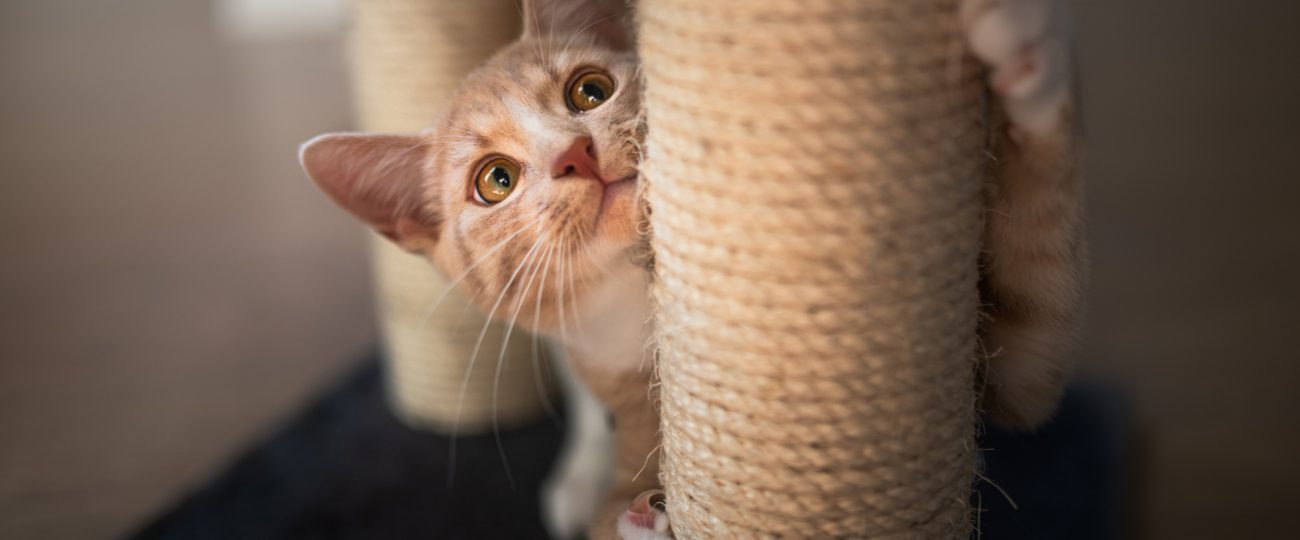 Why do cats love concrete slabs? A vet explains.