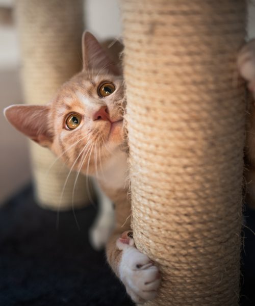 Why do cats love concrete slabs? A vet explains.