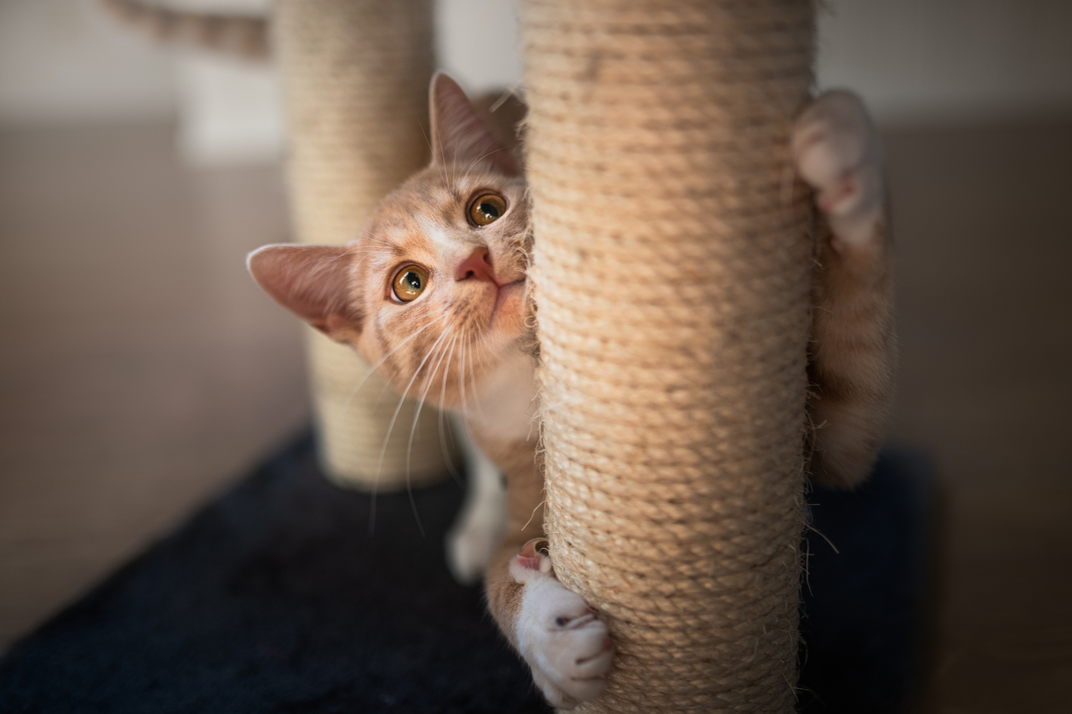 A curious orange tabby kitten clings to a sisal-wrapped scratching post, peeking out from behind it with wide eyes. The post stands on a dark carpeted base.