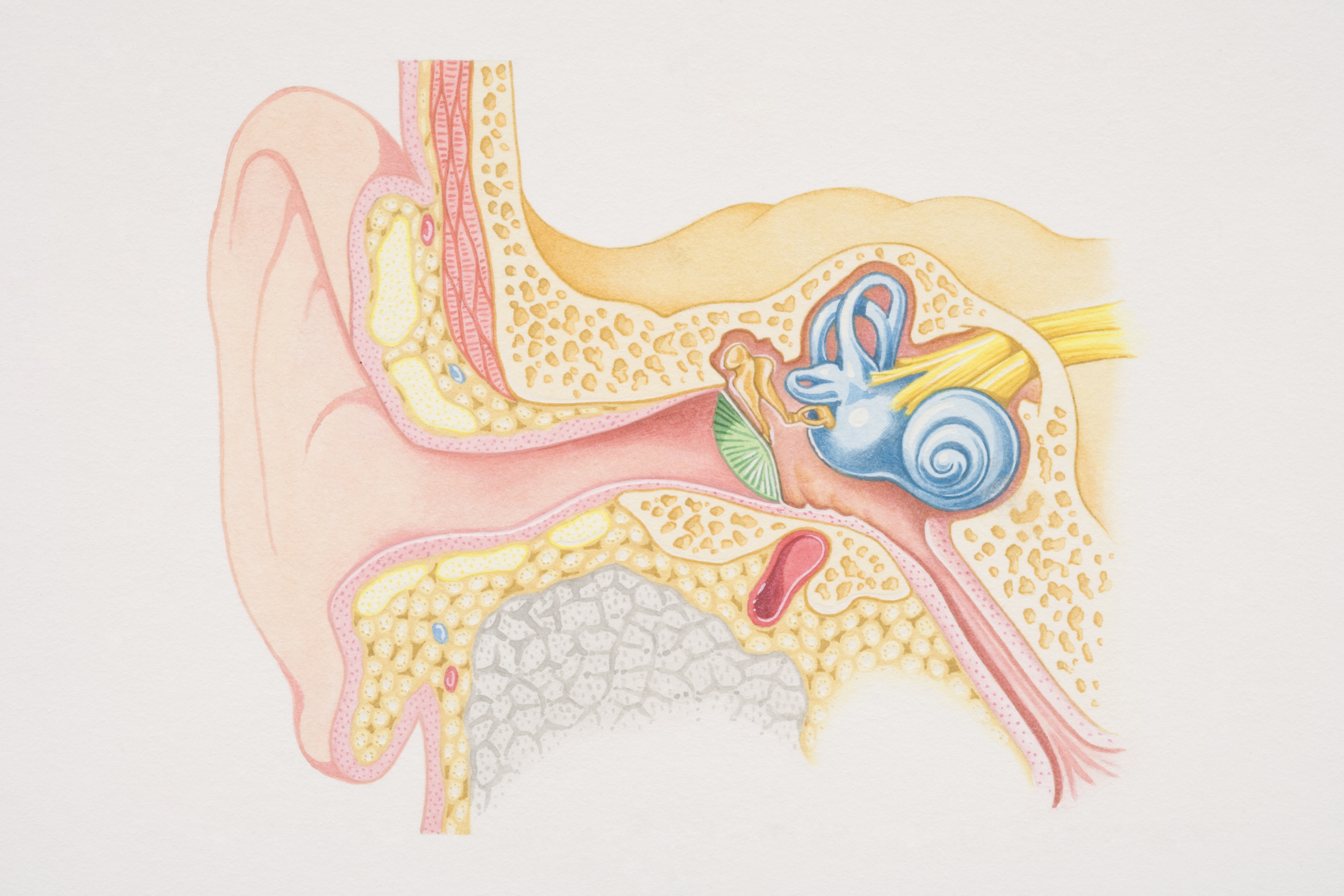 An illustration of a pink ear and ear canal.