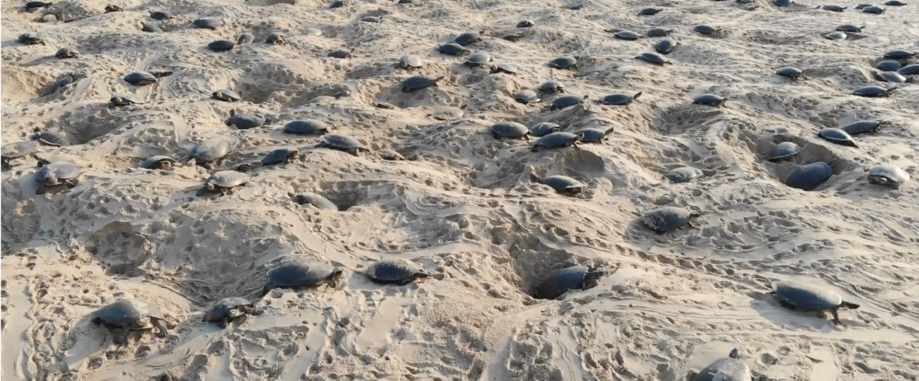 World’s largest known turtle nesting site found in the Amazon