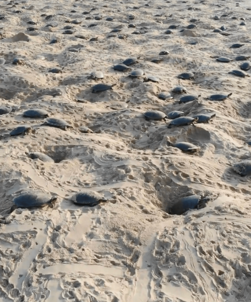 World’s largest known turtle nesting site found in the Amazon