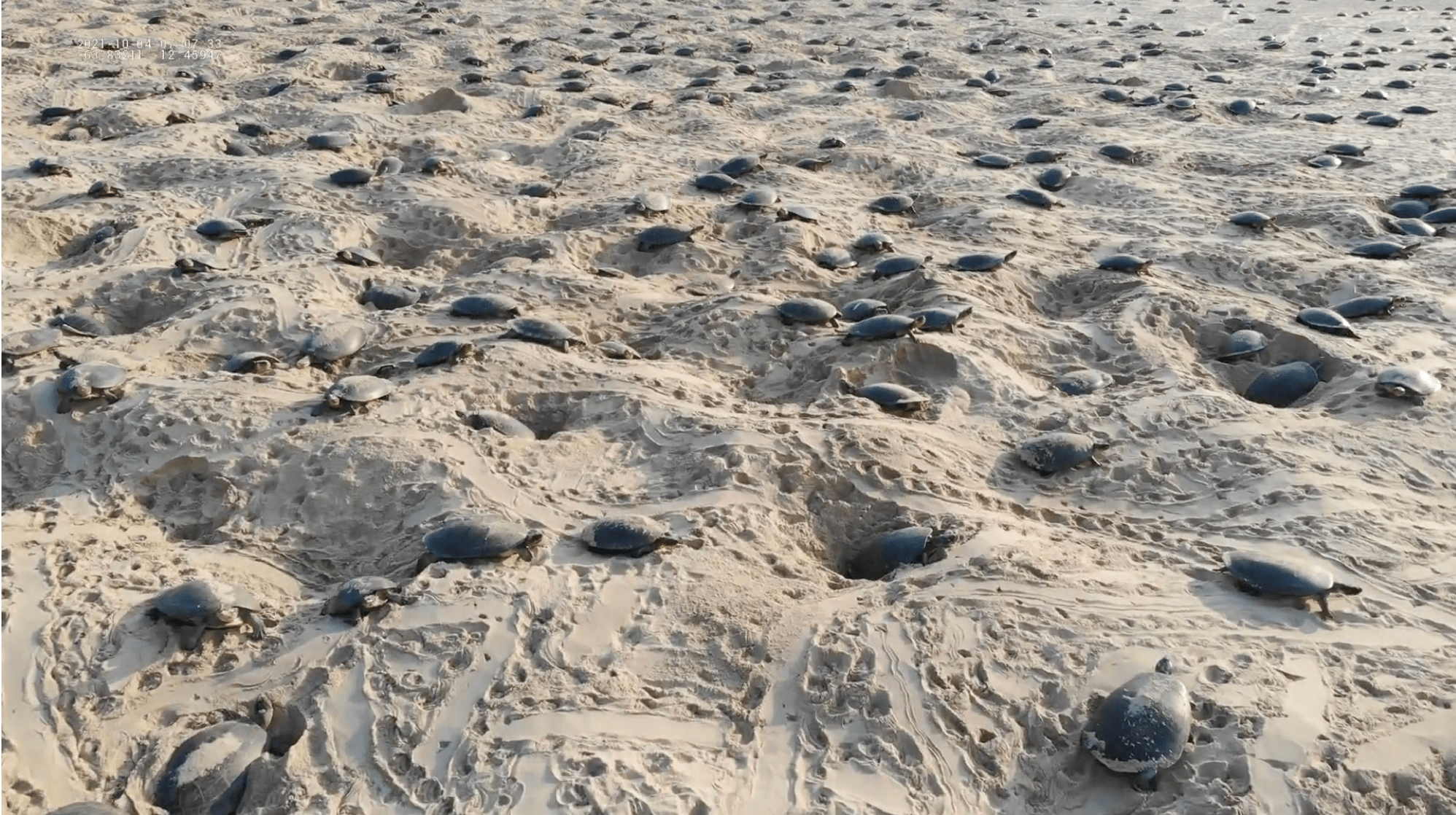 several turtles nesting on a sandy river bank