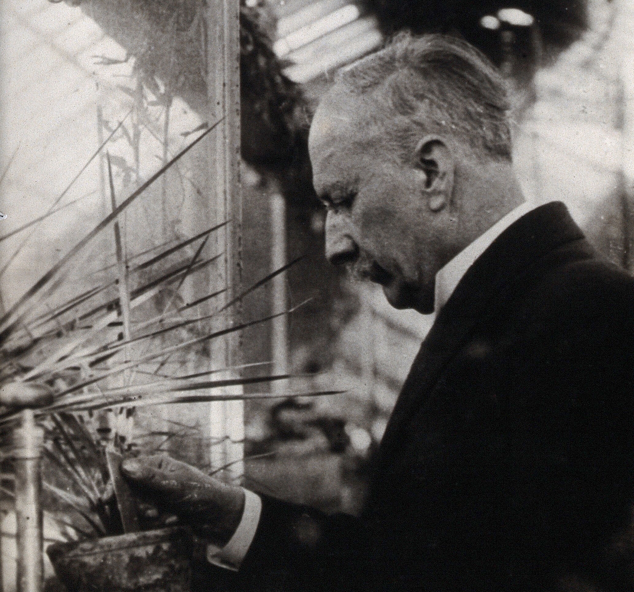 A black-and-white photo of Daniel Berthelot examining a potted plant inside a greenhouse, surrounded by glass panels and foliage.