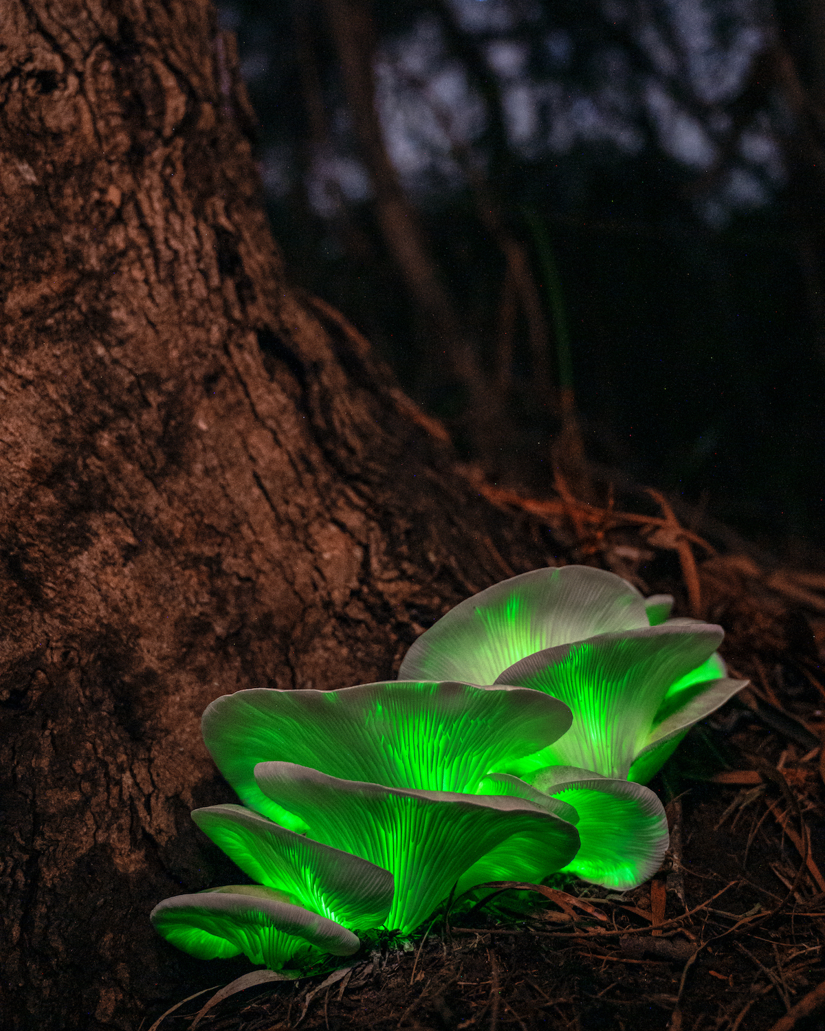 bioluminescent green mushrooms appear to glow on forest floor