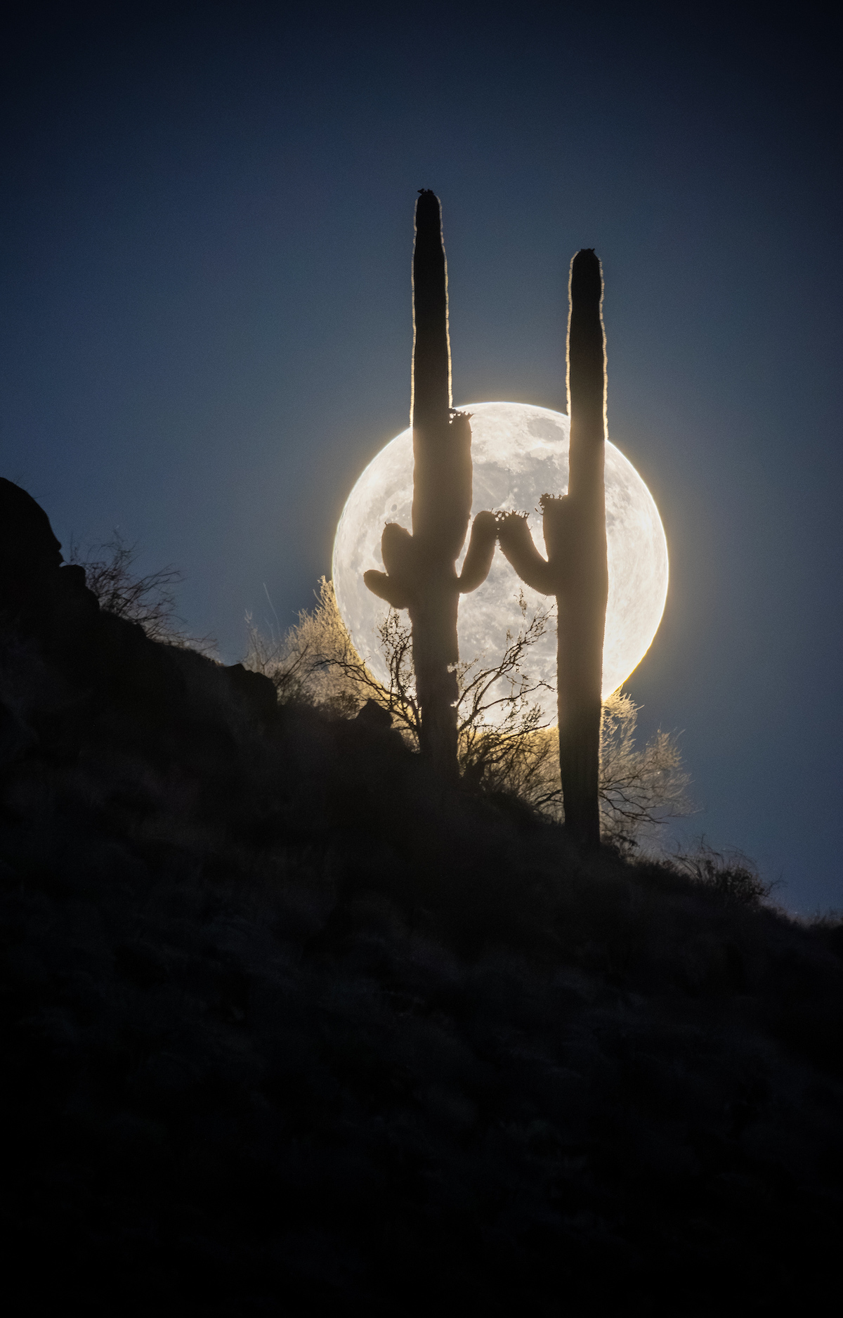 two cacti appear to hold hands against a full moon