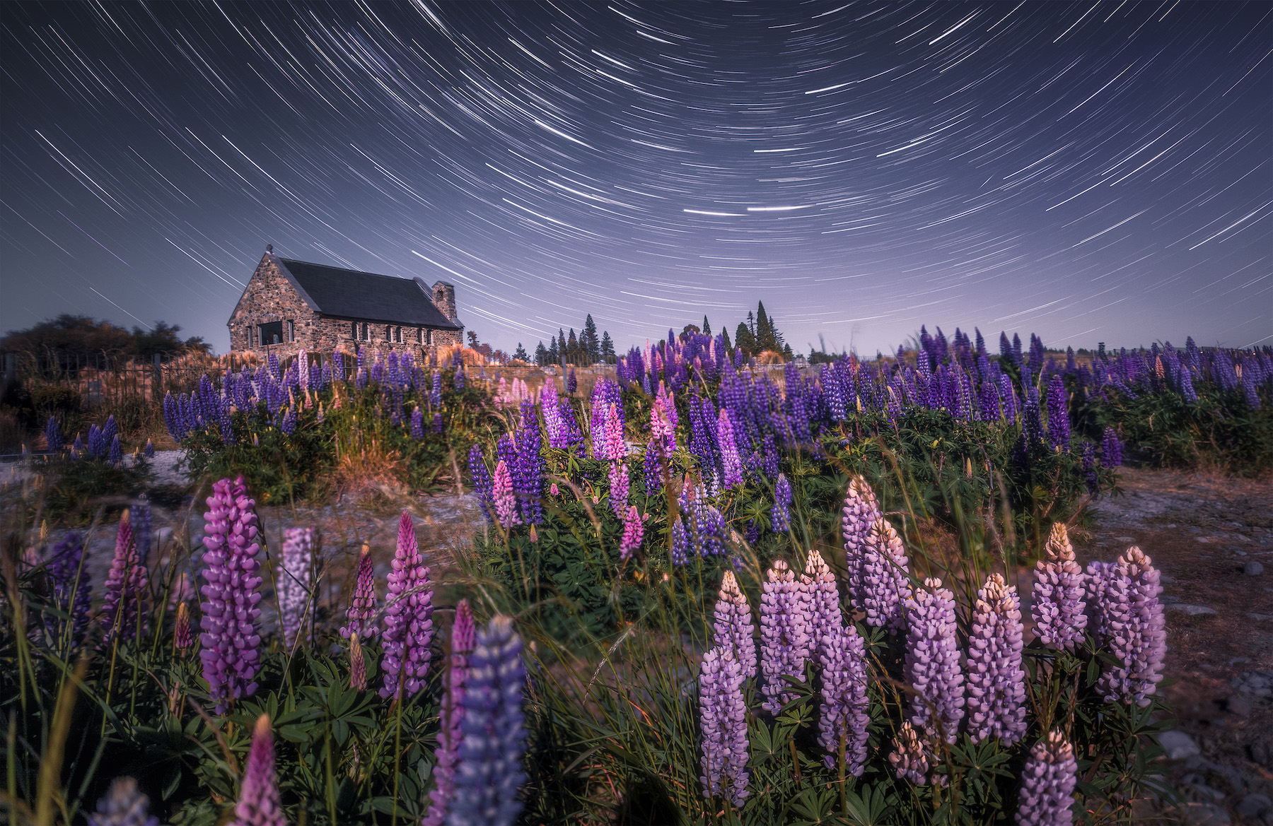 filed of purple flowers in foreground. a stone house in the background, swirl of stars above