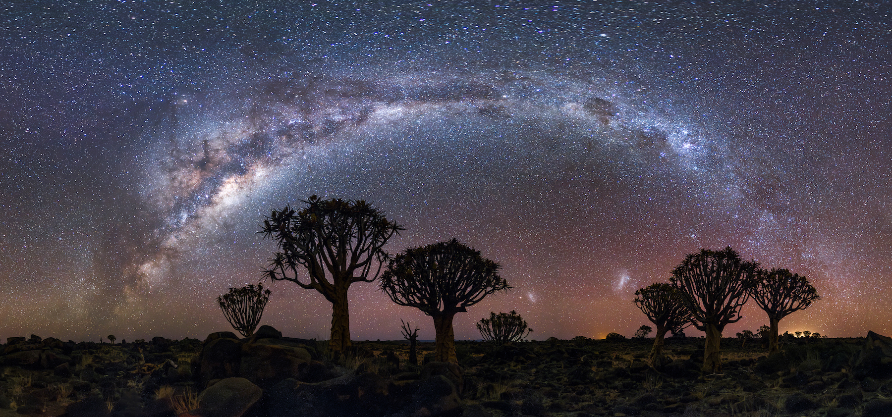 milky way above silouettes of trees