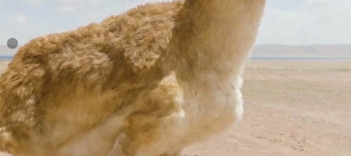 A furry antelope robot is keeping tabs on its organic cousins