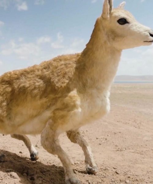 A furry antelope robot is keeping tabs on its organic cousins
