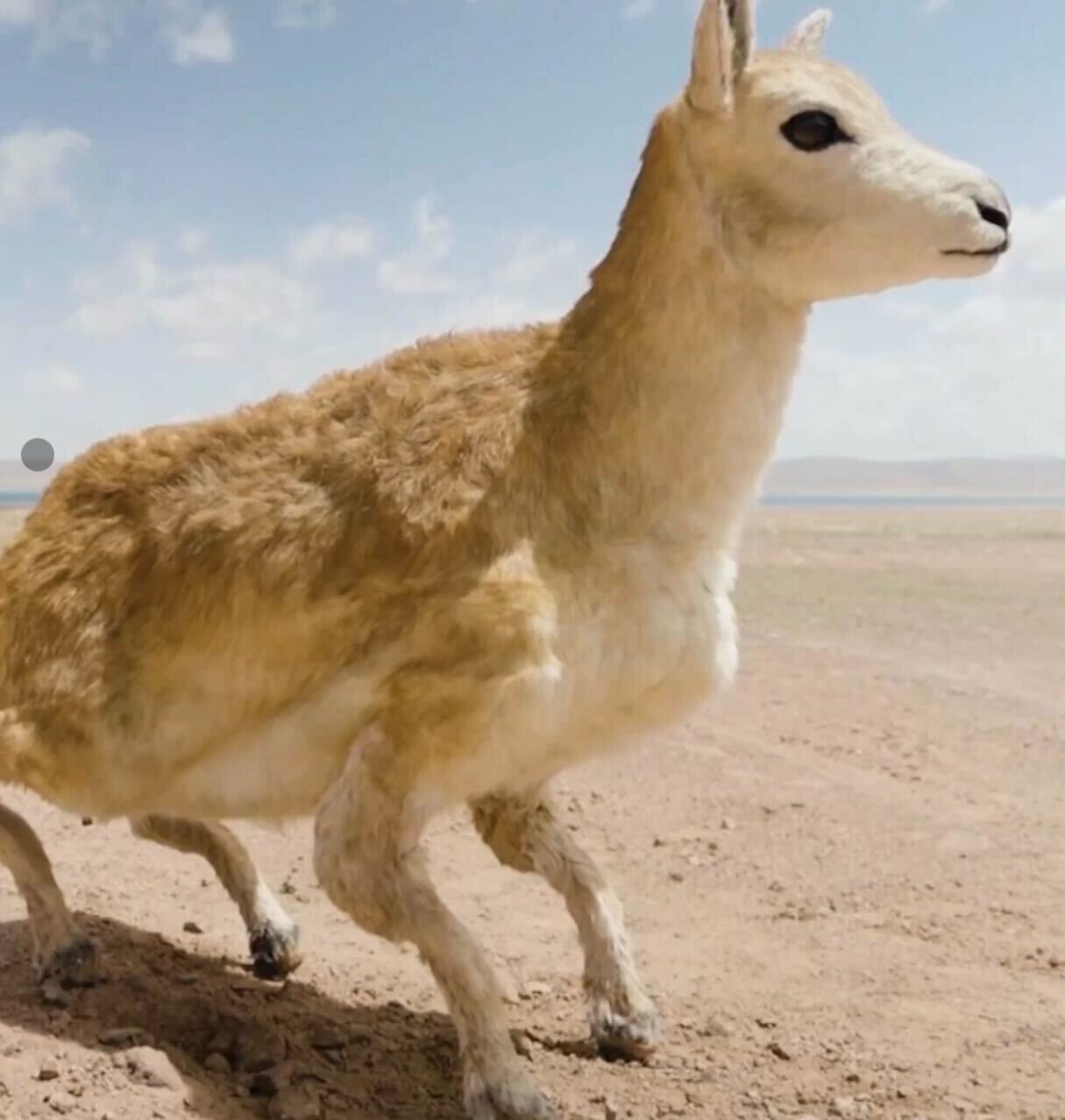 a robot made to look like an antelope with white fur