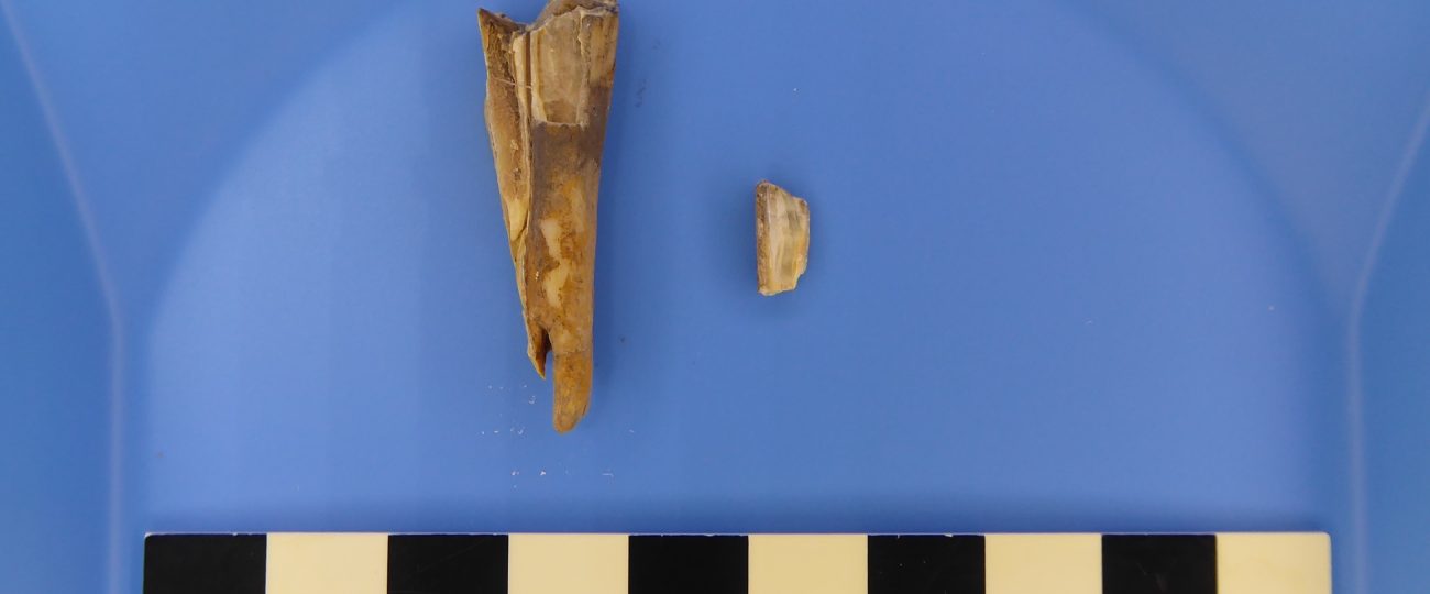 Ancient animal bones unlock clues about Bronze Age plague