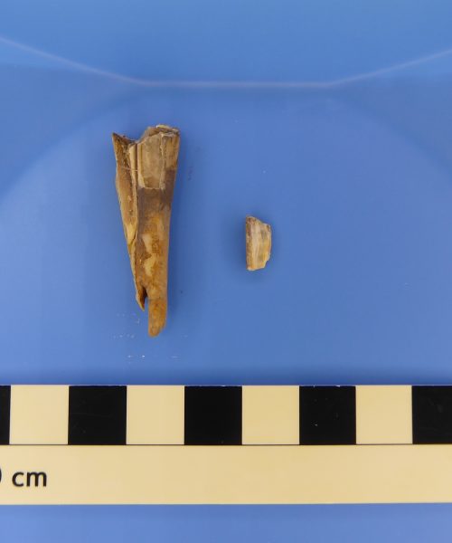 Ancient animal bones unlock clues about Bronze Age plague