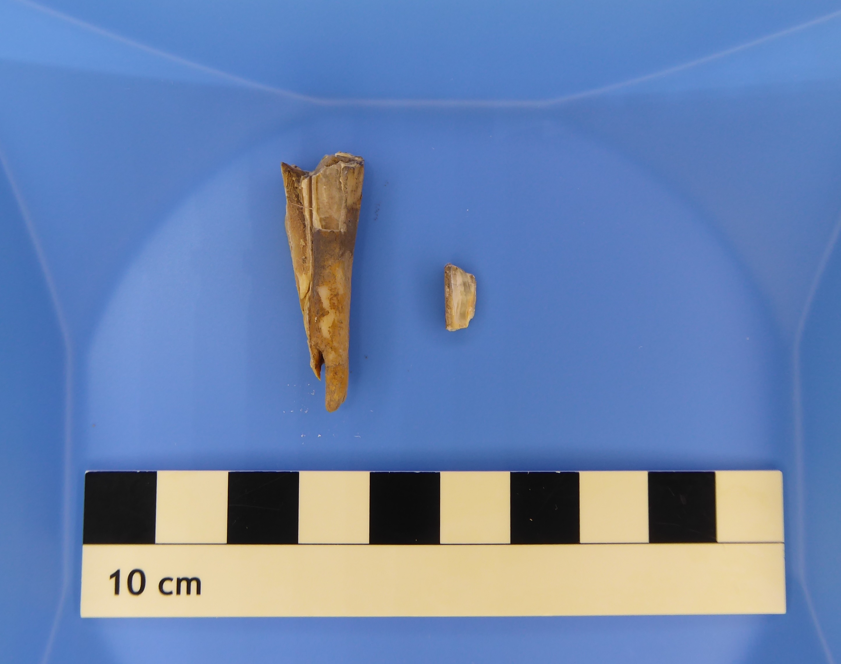 a 4,000-year-old sheep tooth on a blue background with a ruler under it