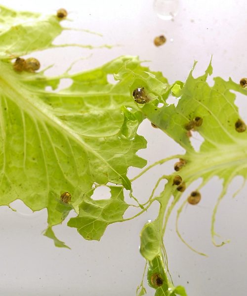 Apple snails can regrow their eyeballs