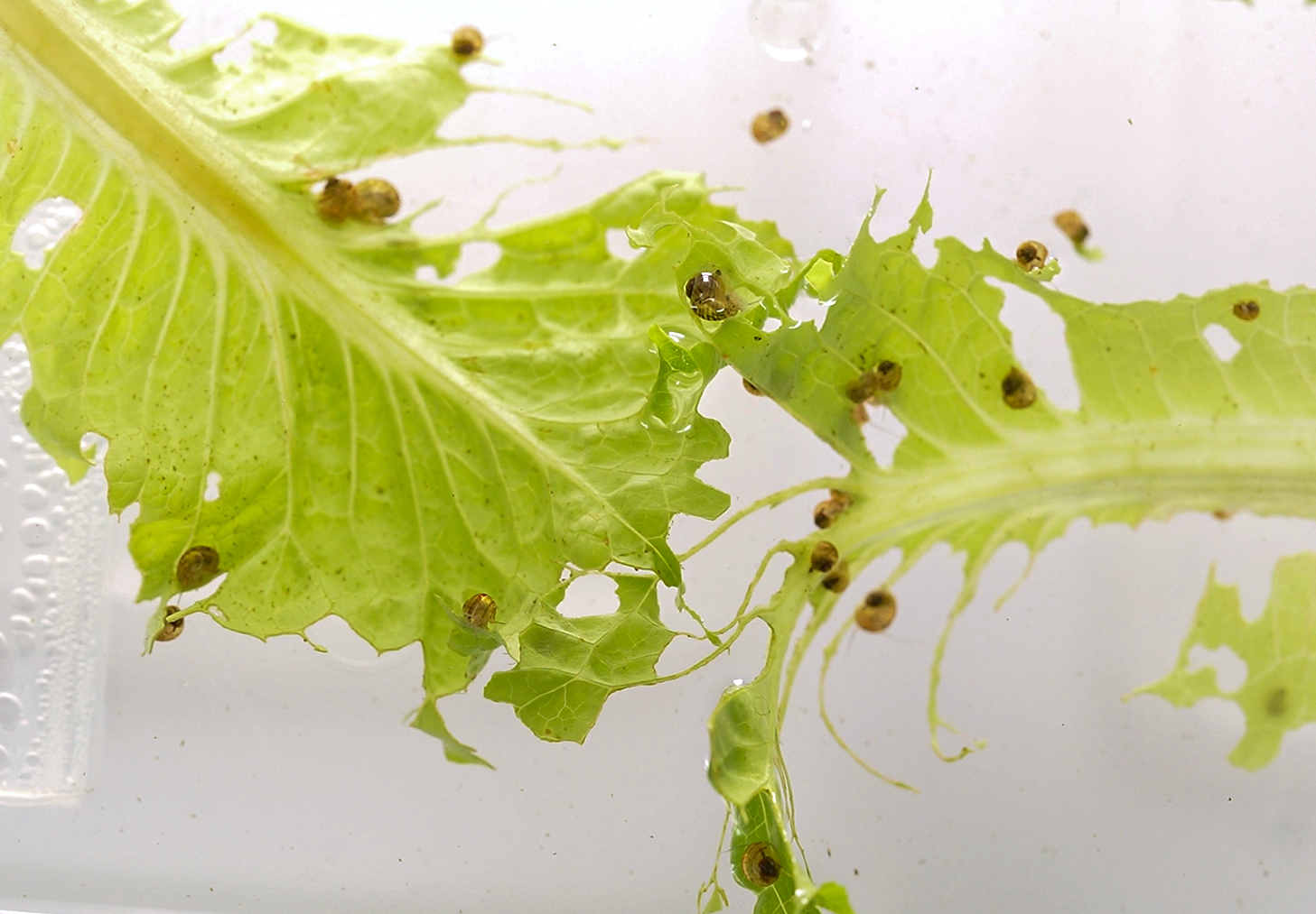 several very small snails are sitting on a plant