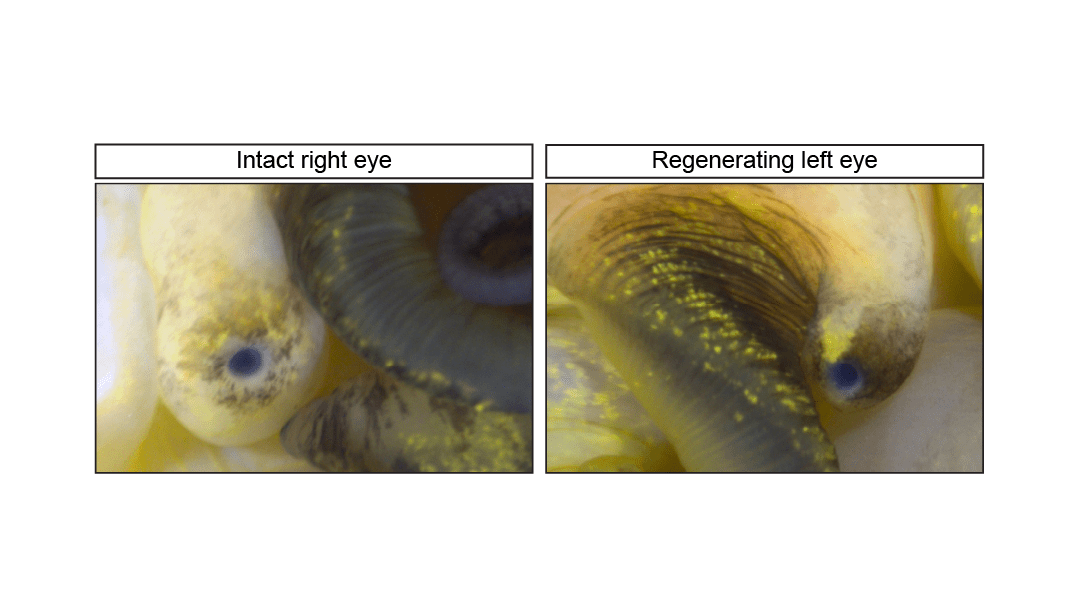 an x-ray image of two eyes. the image on the right is an intact right eye of an apple snail. the image on the left is a regenerating