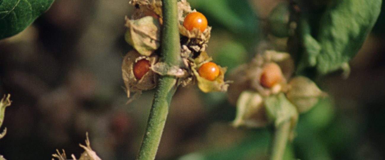 Does ashwagandha actually help with anxiety and sleep?