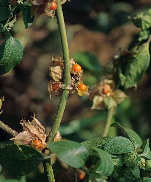 Does ashwagandha actually help with anxiety and sleep?