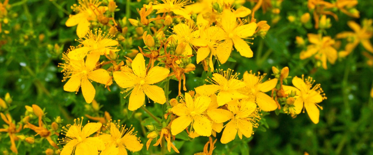 Does St. John’s wort really increase serotonin?